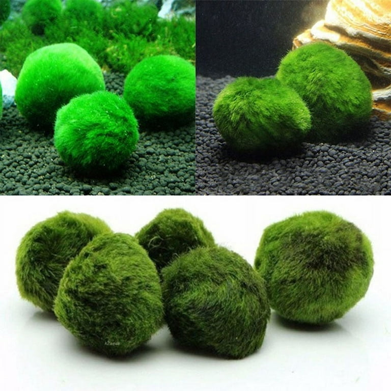Marimo Moss Balls Live Aquarium Plant Algae Fish Shrimp Snails Tank  Ornament : : DIY & Tools