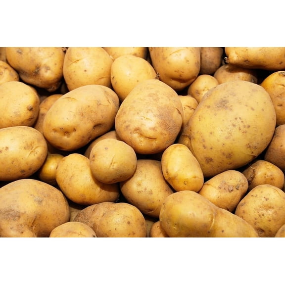 Kennebec Seed Potatoes for Planting (10 Pounds)