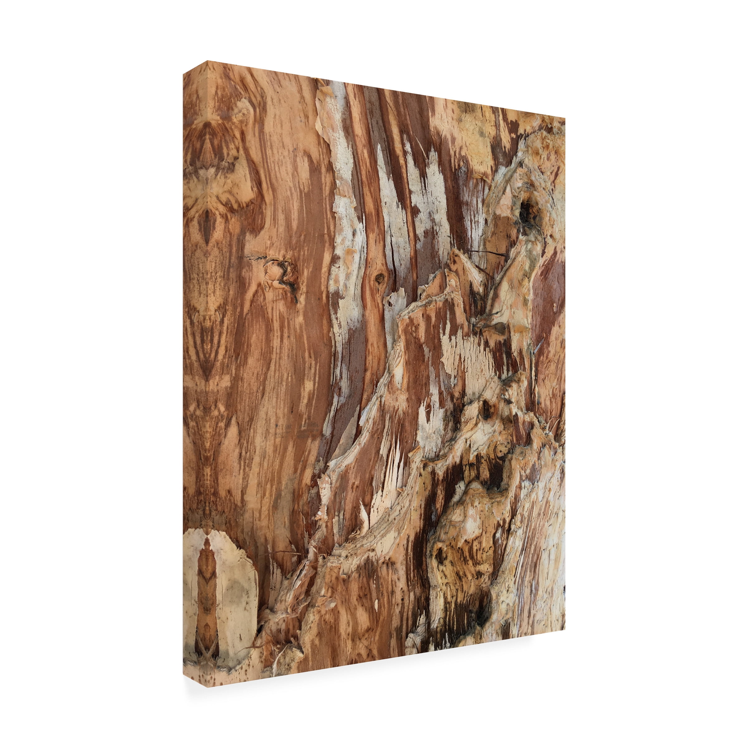 Norm Stelfox 'Tree Texture Triptych I' Canvas Art