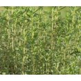 thumbnail image 3 of Thyme Herb Mix Live plants Certified Organic 3.5 inch pots. English, French, Lemon Vareigated, 3 of 5