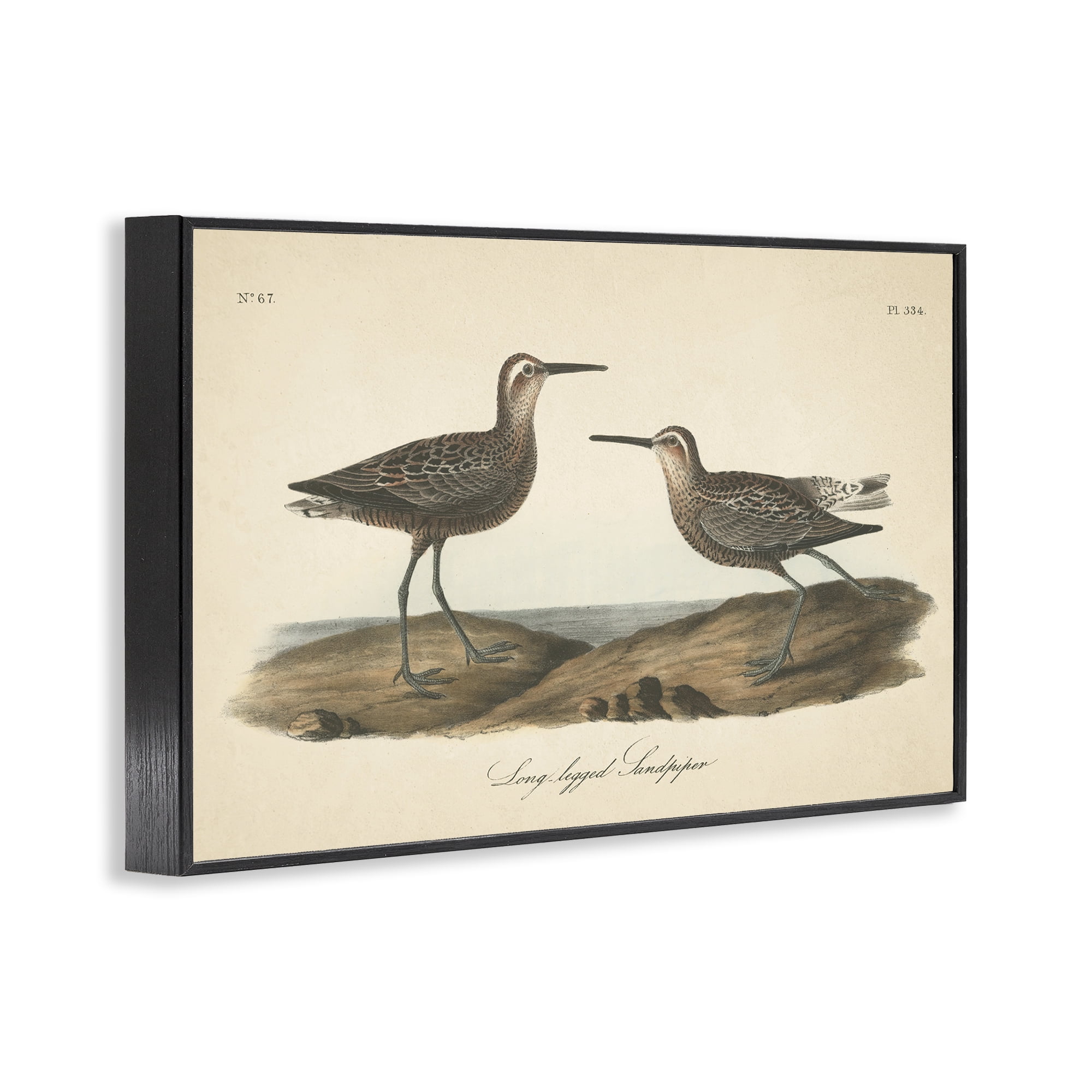 Stupell Industries Long Legged Sandpiper Animals & Insects Painting Black Framed Art Print Wall Art, 24 x 16