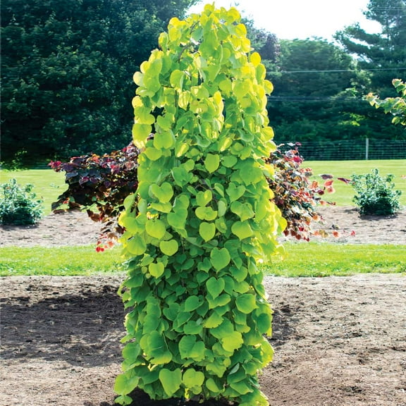 Brighter Blooms - Bloomables® Golden Falls® Redbud Tree, 3-4 ft. - No Shipping to AK, AZ, HI, OR
