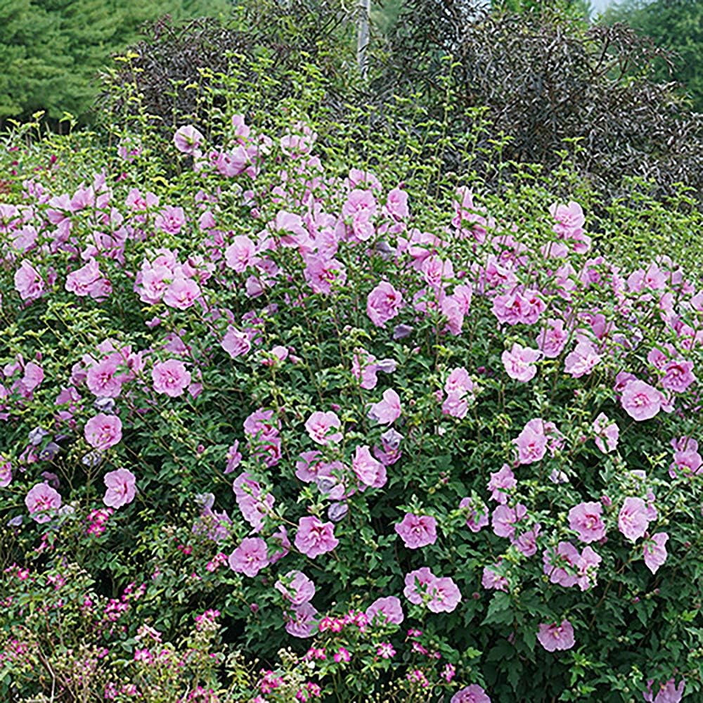 Proven Winners ColorChoice Dark Lavender Chiffon Hibiscus Live Shrub (2 Gallon)