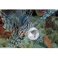 thumbnail image 2 of Shimlock, Jones 32x23 Gold Ornate Wood Framed with Double Matting Museum Art Print Titled - Poisonous scorpionfish yawning, Papua, Indonesia, 2 of 4