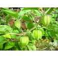 thumbnail image 2 of TomorrowSeeds - Hawaiian Giant Poha Berry Seeds - 600+ Count - For 2026 Planting Physalis Peruviana, 2 of 11