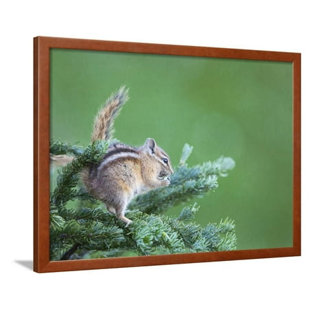 Needle Feed (Endemic Olympic Chipmunk Feeds on New Growth of Subalpine Fur Needles Framed Print Wall Art By Gary)