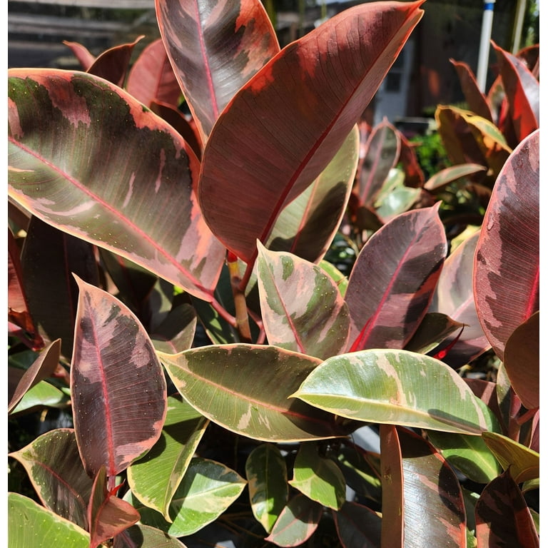 Live Ficus Elastica 'Ruby' Variegated Rubber Tree, Indoor Plant in 4 Inch  Pot - Walmart.com