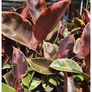 Ficus elastica Ruby Variegated Rubber Tree 4 Inch Pot