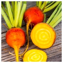 Everwilde Farms - 1 oz Burpee’s Golden Beet Seeds - Gold Vault Bulk Seed Packet