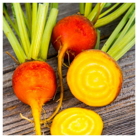 Everwilde Farms - 1 oz Burpee’s Golden Beet Seeds - Gold Vault Bulk Seed Packet