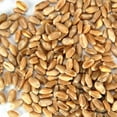 thumbnail image 3 of Hard White Wheat - Organic - 5 Lbs. Resealable Can - High Protein - Perfect for Food Storage, Flour, Baking, Sprouting & More, 3 of 3