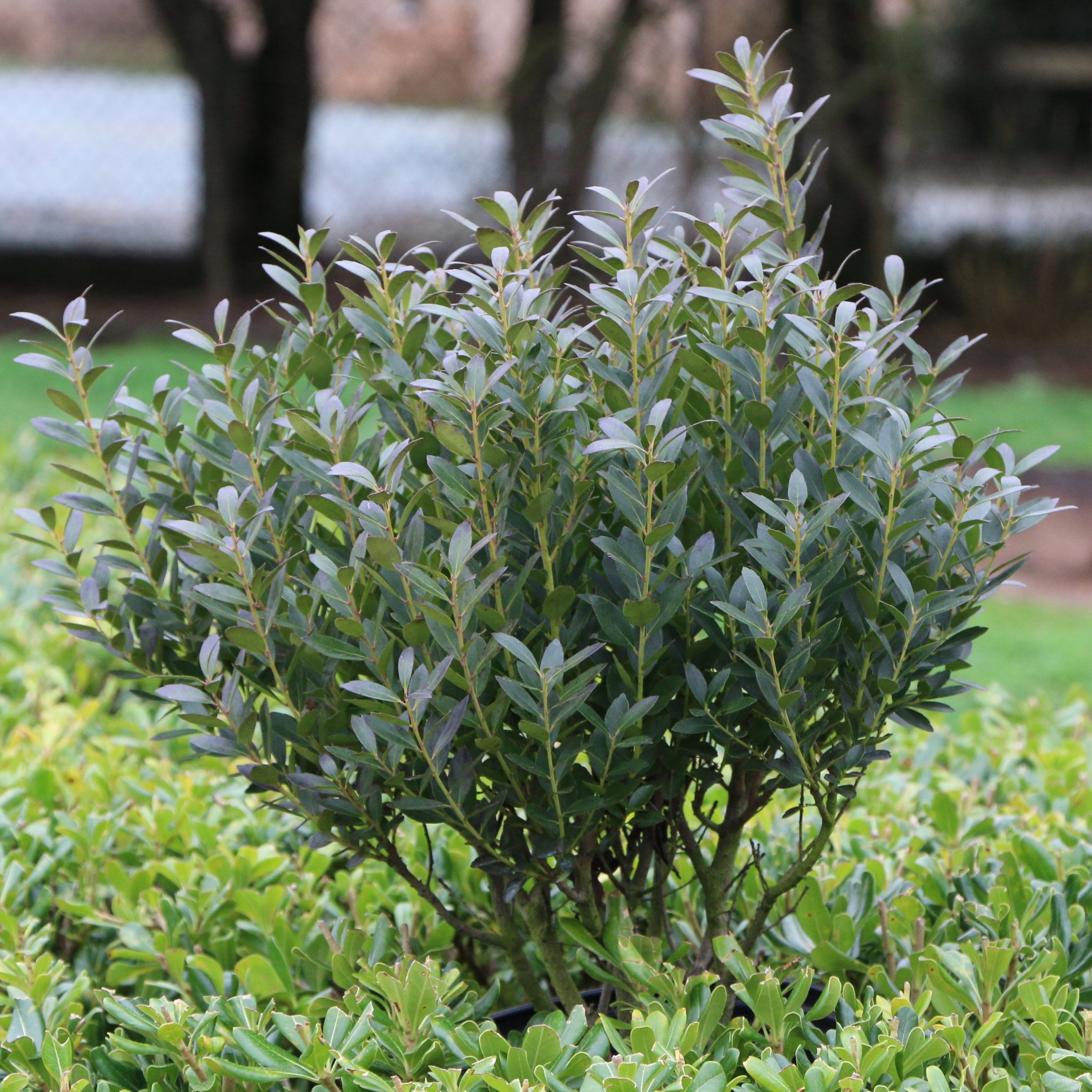 1 gal Ilex Glabra Densa Live Shrub Condition with Full Sunlight