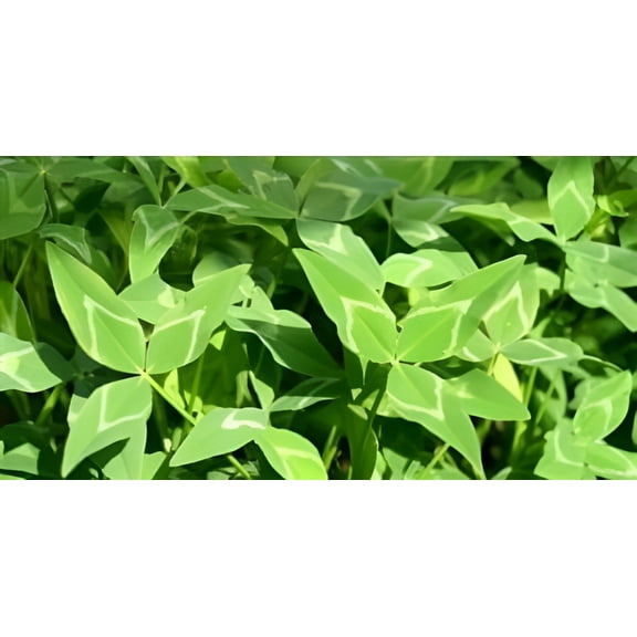 Yuchi Arrowleaf Clover Seed - 1 Lb.
