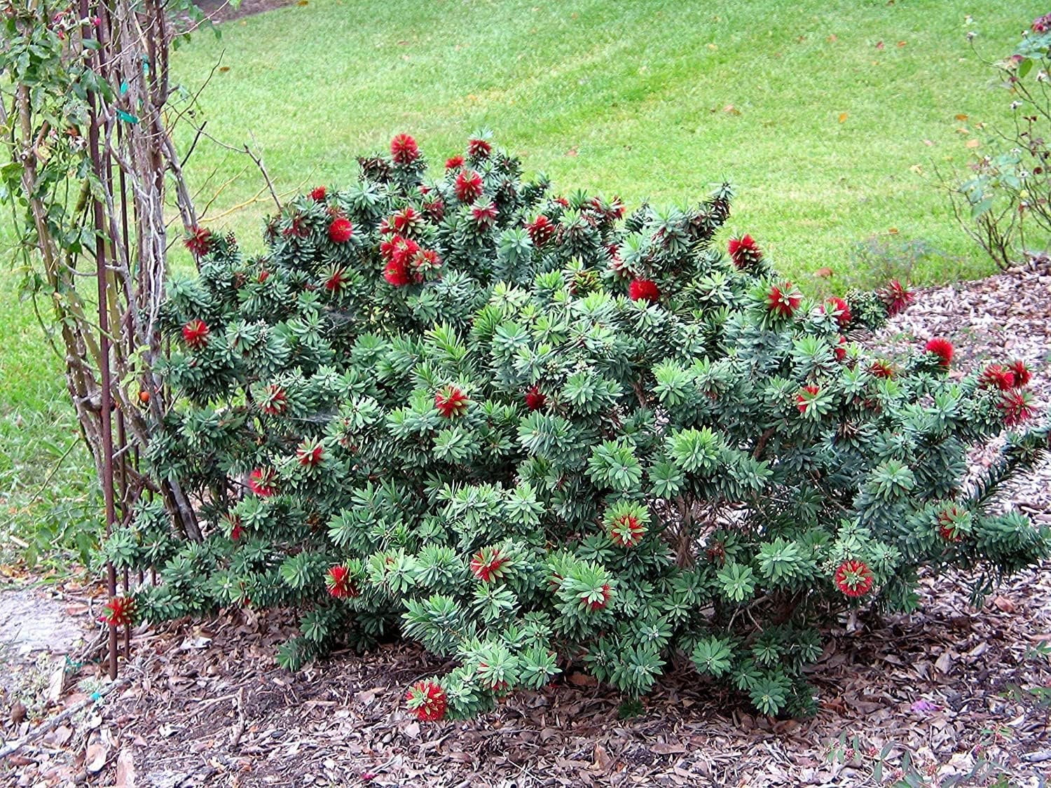 Dwarf bottlebrush sales