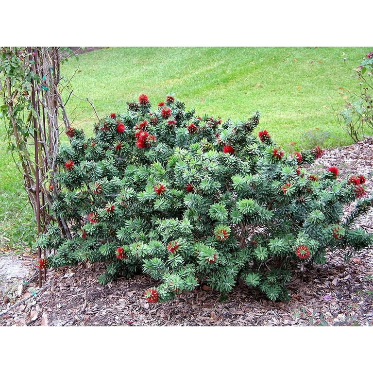 Little John Dwarf Bottlebrush, Callistemon 'Little John', Monrovia Plant