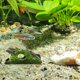 thumbnail image 2 of Juego de 2 adornos para troncos de acuario, adornos para árboles de acuario para decorar acuarios, adornos para troncos de acuario en forma de cuevas y árboles decorativos para acuarios. JM, 2 of 5