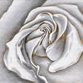 thumbnail image 3 of White rose delicate - 36"x36" canvas - Print on demand, 3 of 5