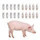 thumbnail image 5 of Alimentador Automático de Agua Yuyangstore Para Cerdo 40pcs, 5 of 8