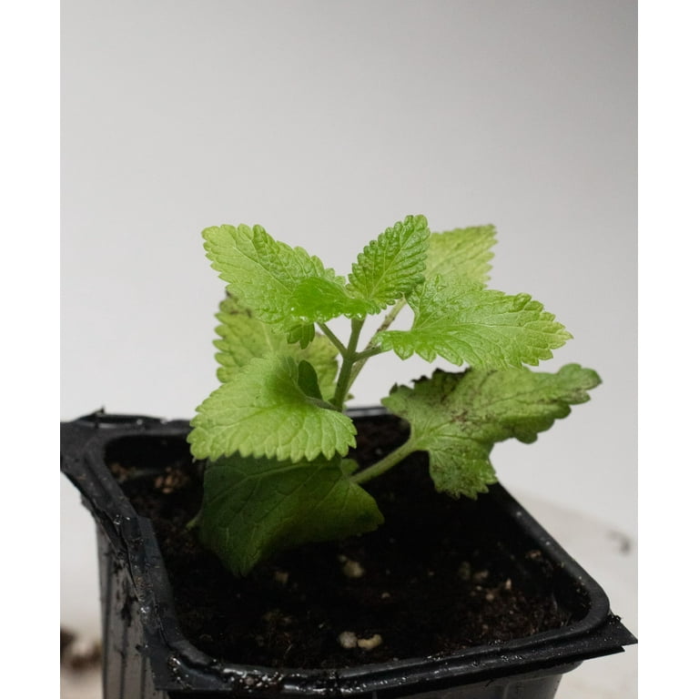 Catnip Plant - Nepeta - INSIDE OR OUTSIDE - 2.5 Catnip Plant - Nepeta - INSIDE OR OUTSIDE - 2.5