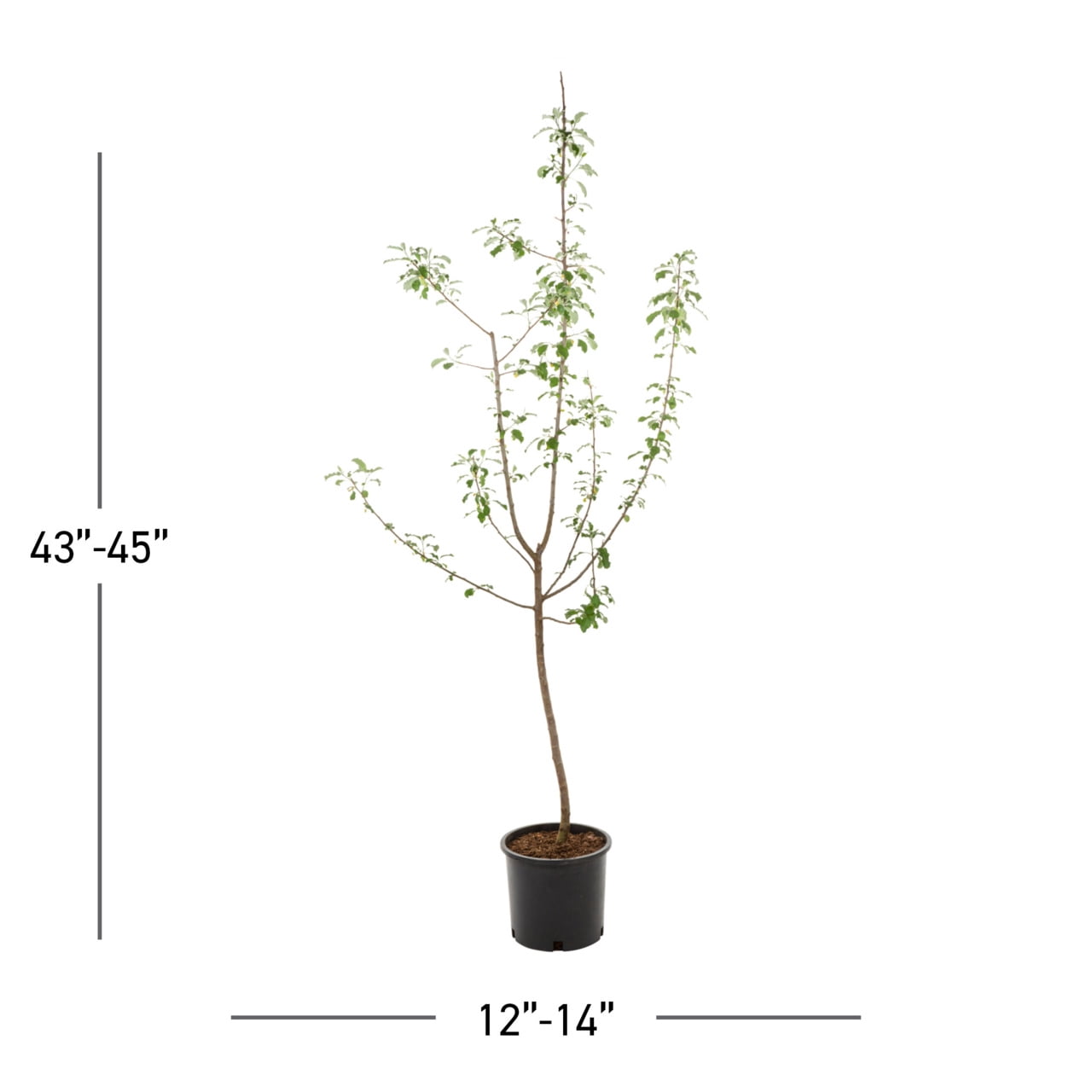Expert Gardener 3.75gal Arkansas Black Apple Tree Live Plants Sun 1-Pack
