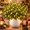 Pine*5, variant on Twinkling Enchanted Evergreen Pine Tree with Lights, Twinkle Pine Branches | Artificial Pine Branches with Warm LED Lights, Fairy Light Olive Branch Decor for Christmas, Tabletop, Mantel and Vase