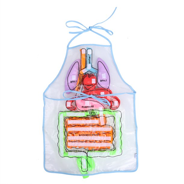 Apron Early Toys Human Body Anatomy Development Educational Model Childhood Aids Teaching System
