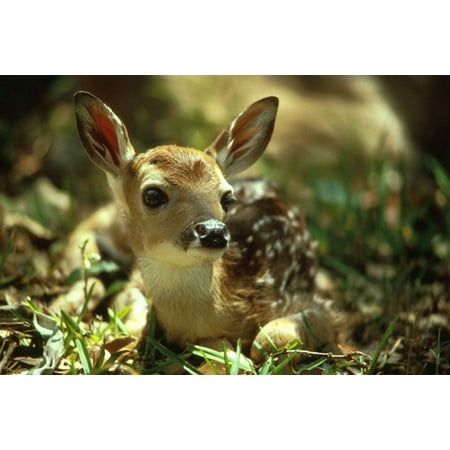 LAMINATED POSTER Portrait Wild Baby Fawn Wildlife Cute Deer Young Poster Print 24 x