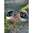 thumbnail image 4 of HGD Raised Garden Bed Kit Oval Galvanized Metal 2 Pack 4x2x1 ft, 4 of 6