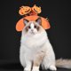 thumbnail image 4 of Sombrero de fiesta para gatos, disfraz de Halloween para mascotas, tocado decorativo para mascotas, accesorio para disfraz de perro, 4 of 6