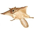 thumbnail image 3 of CafePress - Flying Squirrel Mugs - 11 oz Ceramic Mug - Novelty Coffee Tea Cup, 3 of 6