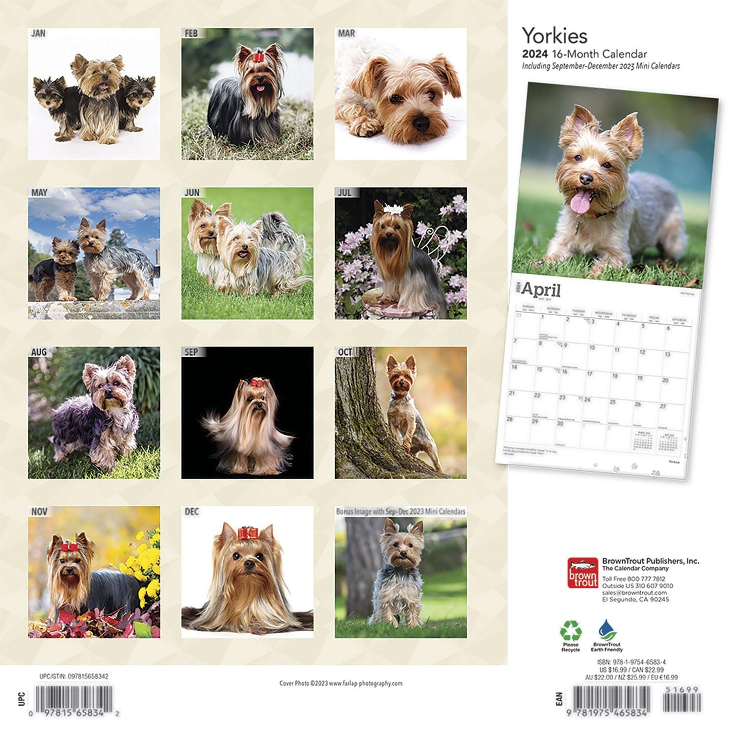 BrownTrout Yorkshire Terriers 2024 12x24 Inch Square Wall Calendar, 9781975465834