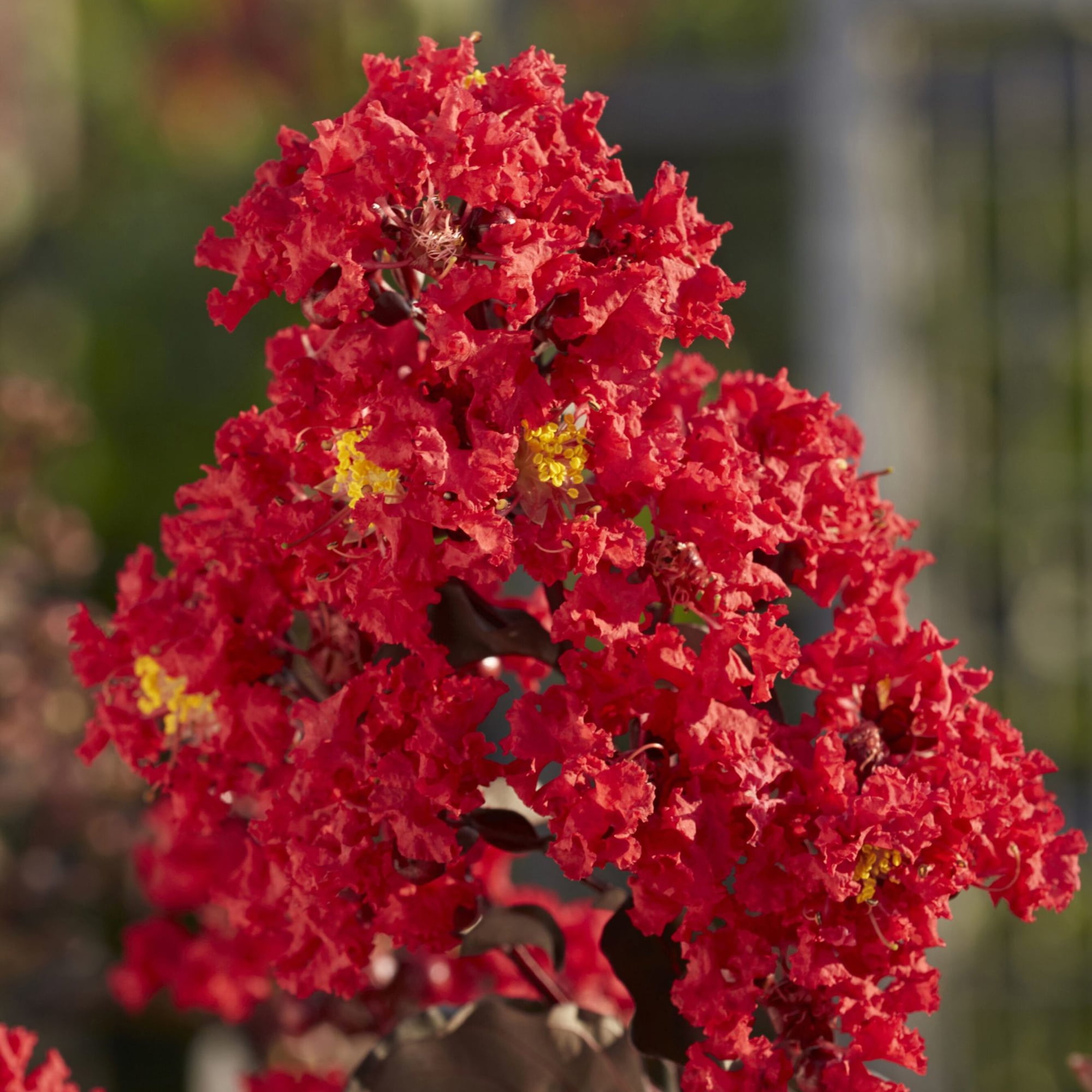 Black Diamond Blooms Best Red Crape Myrtle Live Shrub in 2.25-Gallon Grower Pot