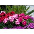 thumbnail image 3 of Morttic 2PCS 14'' Artificial Geraniums Silk Flowers Outdoor Garden Hanging Basket Porch Home Decor, 3 of 6