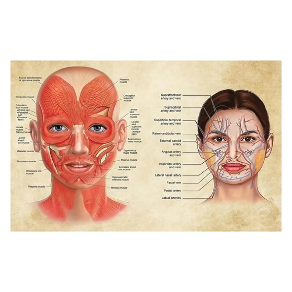 Facial Anatomy Massage Chart Muscles and Nerves Educational Poster HD Print Wall Art for Esthetician School Spa Treatment Room and Home Decor