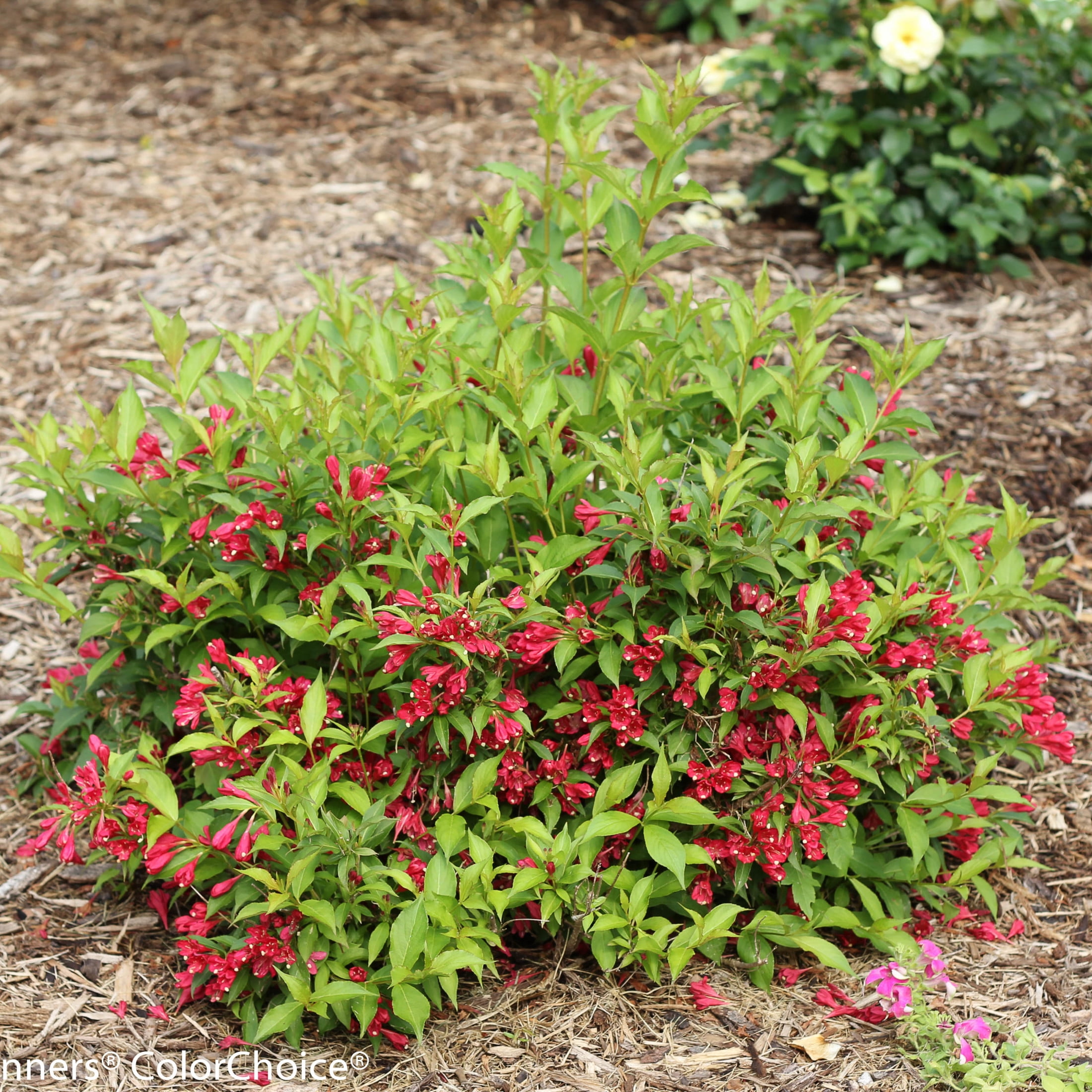 Proven Winners ColorChoice 6" Sonic Bloom Red Reblooming Weigela Live Plant in 7.5" Pot