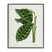 Stupell Industries Lush Plant Leaf Study Plants & Flowers Painting Black Framed Art Print Wall Art, 11 x 14