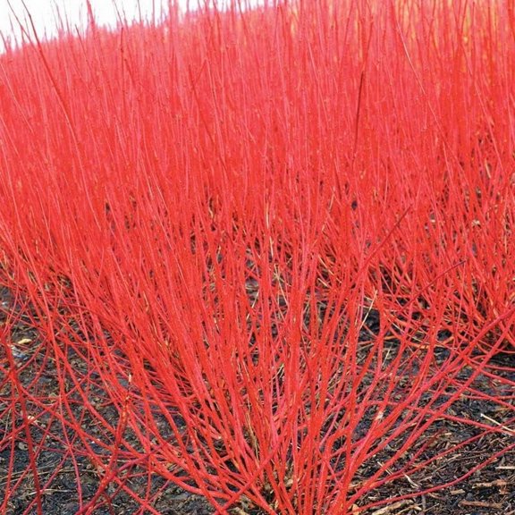 Red Dogwood Seedlings for Planting - Redosier Dogwood - No Ship to California (2 Seedlings)