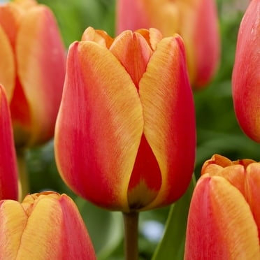 Van Zyverden Tulips Apeldoorns's Elite Set of 12 Bulbs, Multicolor, Partial Sun, Perennial