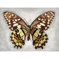 thumbnail image 2 of Reynolds, Richard 14x12 Black Ornate Wood Framed with Double Matting Museum Art Print Titled - Checkered Swallowtail, 2 of 4