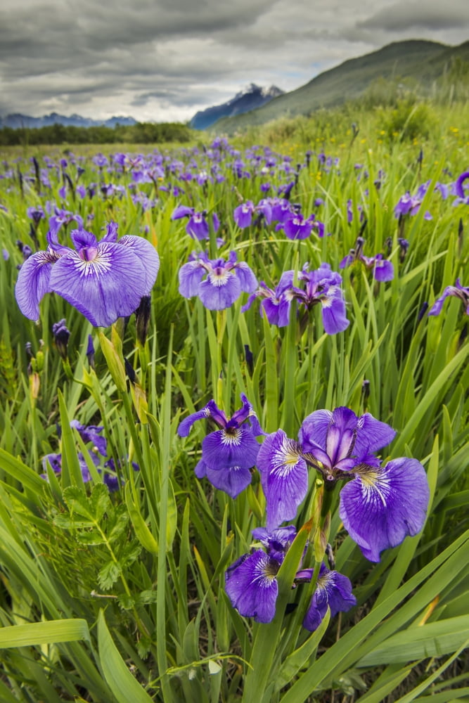 Patch Of Wild Irise