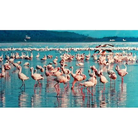 Bird Large Poster - LAMINATED POSTER Lake Nakuru Birds Kenya Africa Pink Flamingo Poster Print 24 x 36