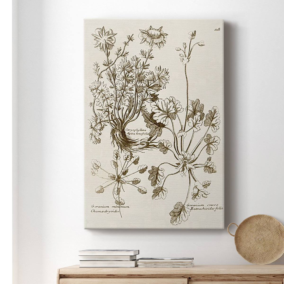 Sepia Botanical Journal IX Premium Gallery Wrapped Canvas - Ready to Hang