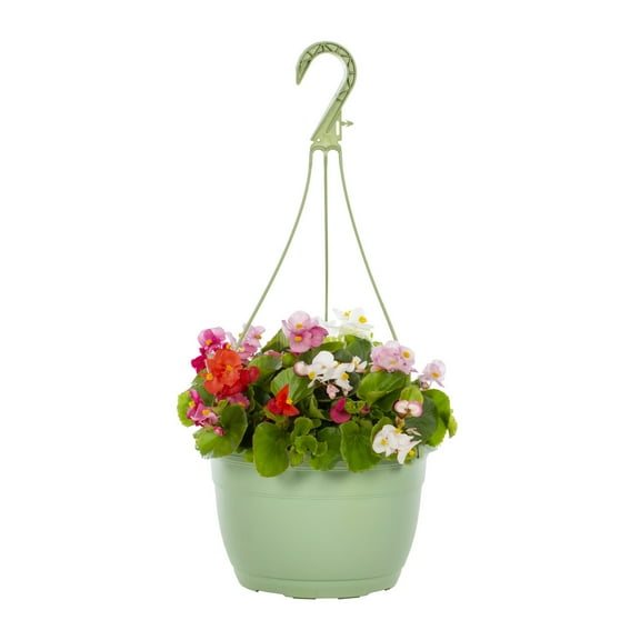 Expert Gardener 1.5gal Multicolor Begonia Live Annual Plant Hanging Basket Shade