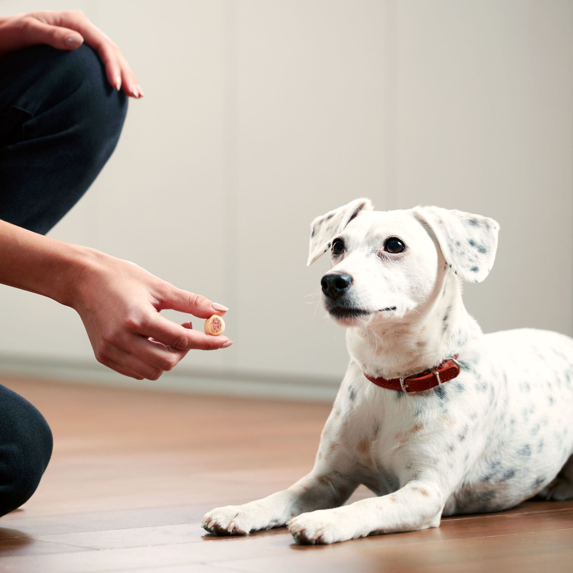 Milk-Bone MaroSnacks Small Dog Treats with Bone Marrow, 40 oz. - image 4 of 14