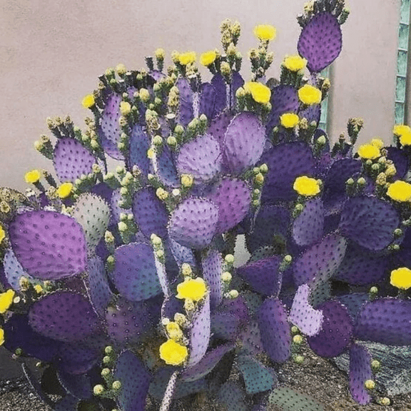 Purple Prickly Pear Cactus Plant Live, Succulents Plant Live, Live Prickly Pear Cactus Plants, 3.5 inch Pot for Growing