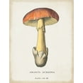 thumbnail image 2 of Wild Apple Portfolio 20x24 White Modern Wood Framed Museum Art Print Titled - Mushroom Study IV, 2 of 4