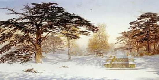 Untrodden Snow With