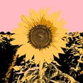 thumbnail image 3 of Green, Jacob 12x12 Black Modern Framed Museum Art Print Titled - Pop Art Sunflower III, 3 of 5