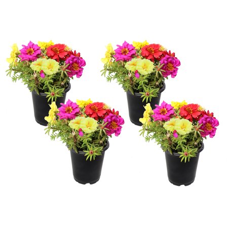 Element Altman 17" Multi-color Purslane Mix Live Plants Pot (4 Pack)