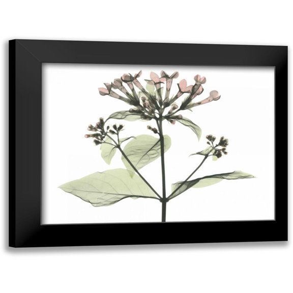 Koetsier, Albert 14x12 Black Modern Framed Museum Art Print Titled - Bouvardia in Color
